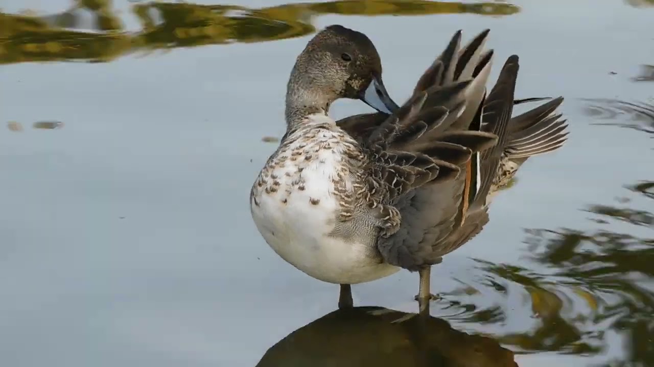 オナガガモのオスのエクリプス？　Anas acuta（Northern Pintail,尾長鴨）