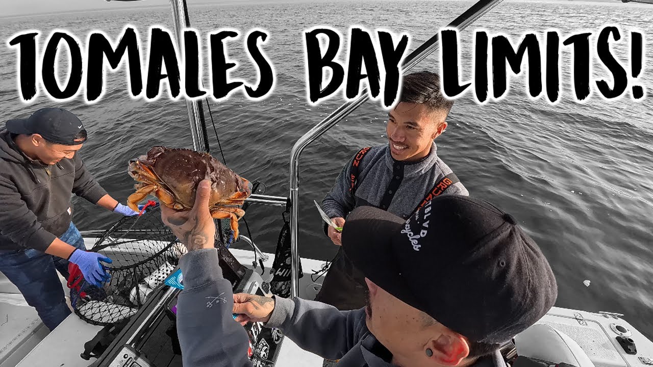 Tomales Bay 2025 crabbing season opening week! LIMITS!