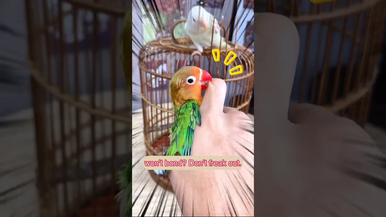 Lovebird Biting? 🐦 Try This Secret Bonding Hack! |#shorts #lovebirds