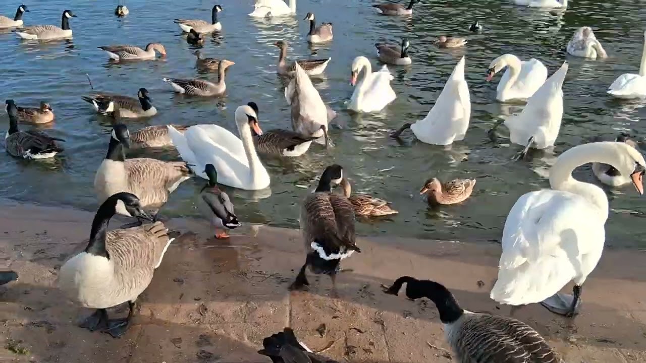 Days out with Guy*Cleethorpes boating lake January 2026*