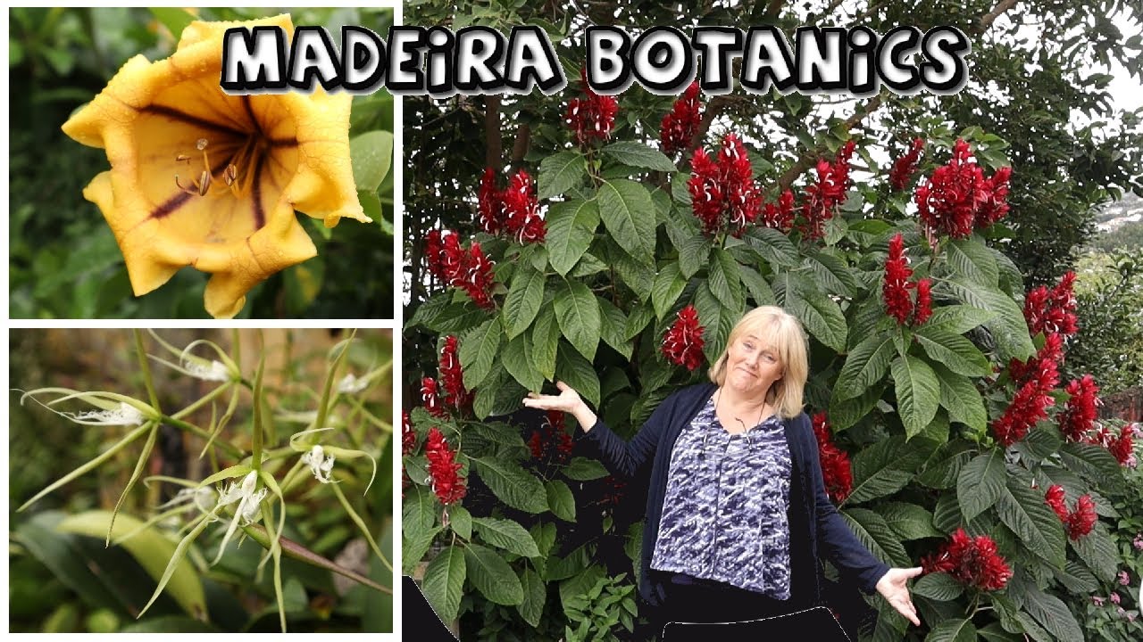 Madeira Botanic Gardens || Orchids & Endemic Species