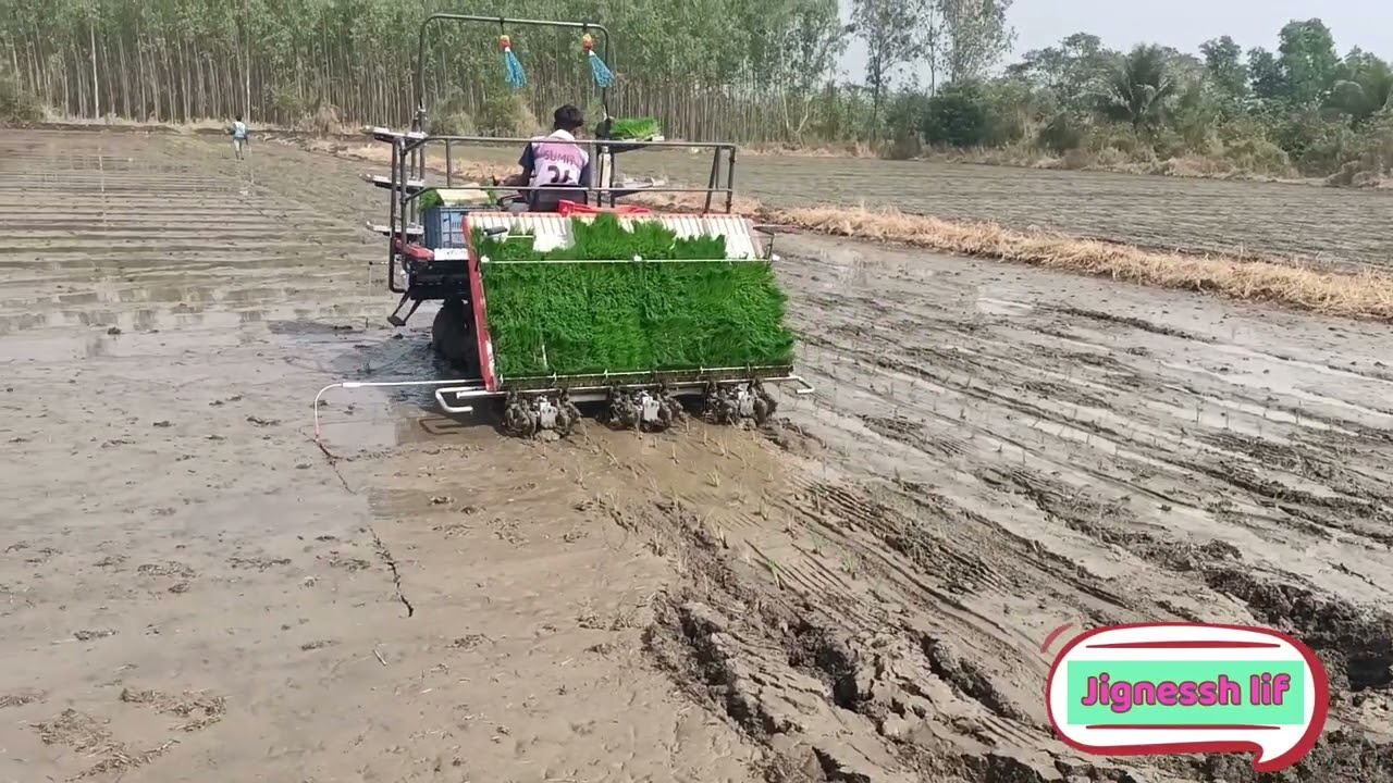 धान रोपाई का काम शुरू हो गया।
