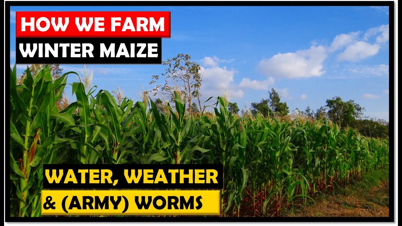 Winter Maize Farming in Zambia: Our Guide To A Successful Crop