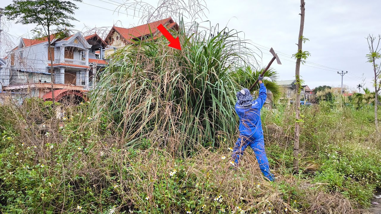 In Front of Beautiful Houses, How can There be An Abandoned Sidewalk Overgrown with Grass?