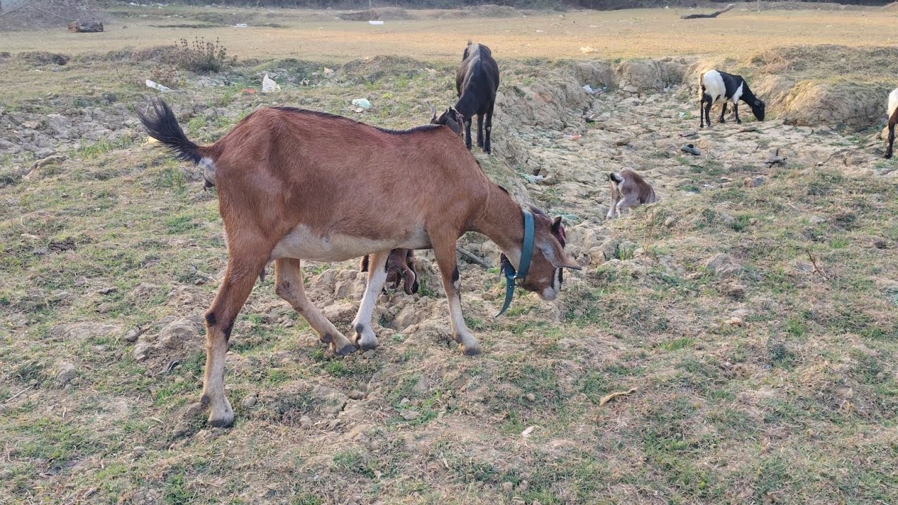 🏆 “Mat Scroll Karna ❌ Ye 2 Minute Dil Ko Shaant Kar Denge 🌿🐐”