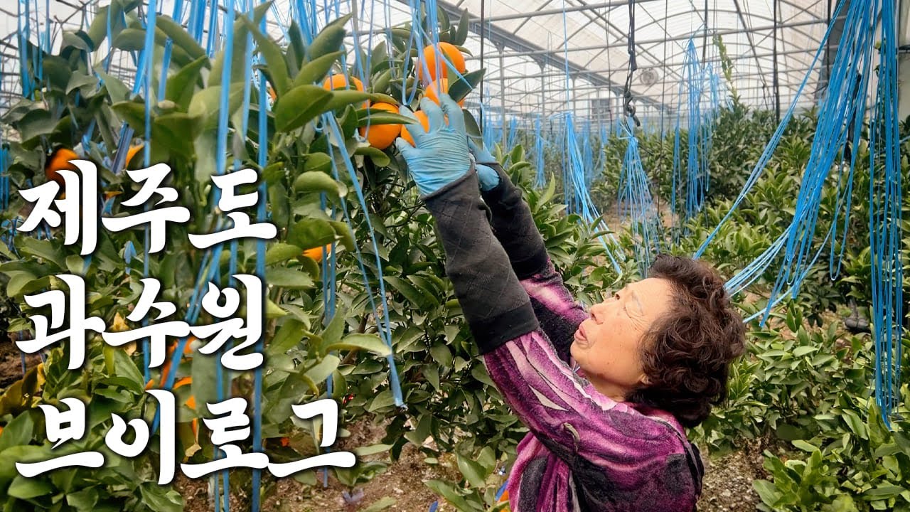 새벽 5시에 일어나 과수원에서 귤 따는 제주할망!! 과수원 브이로그