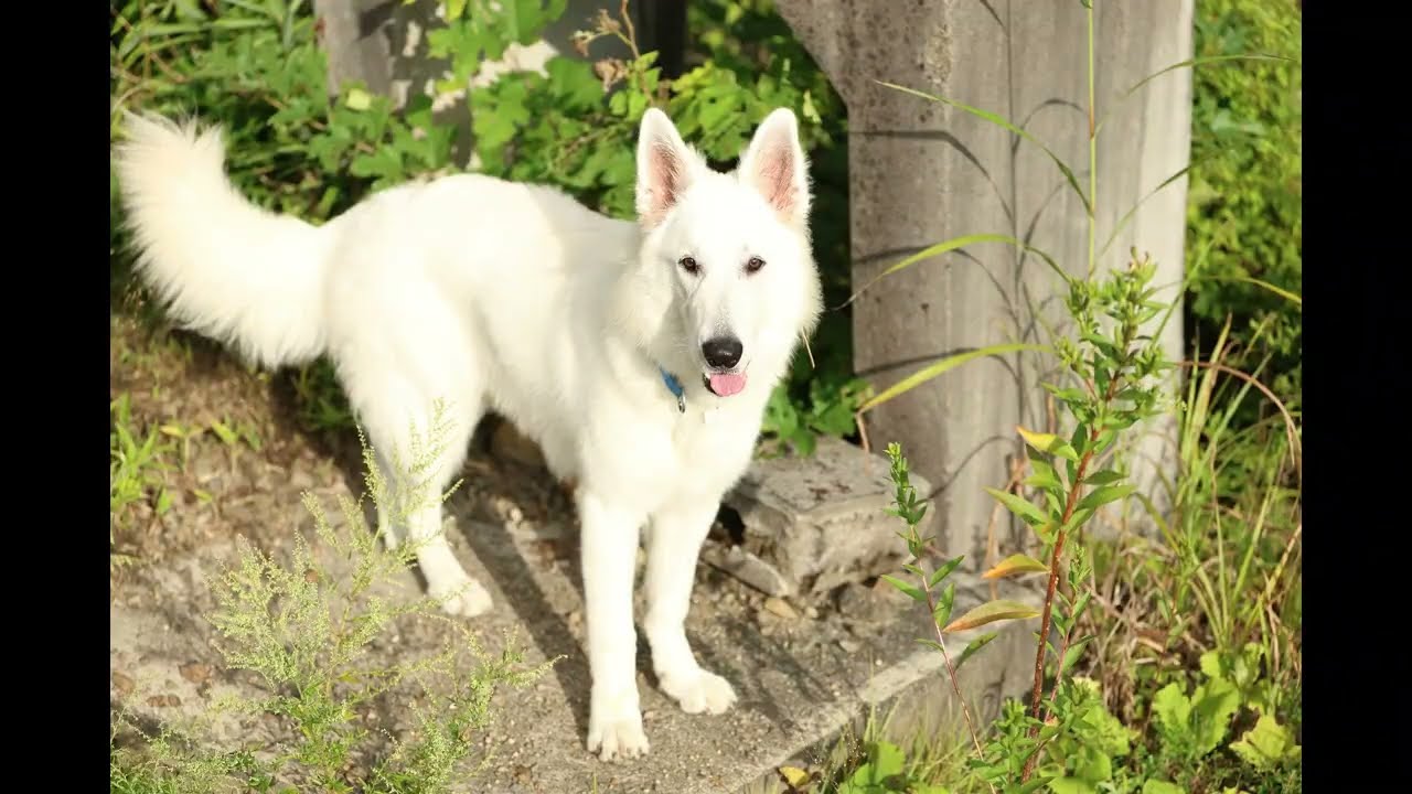 あおちゃんステップアップ！捜索訓練