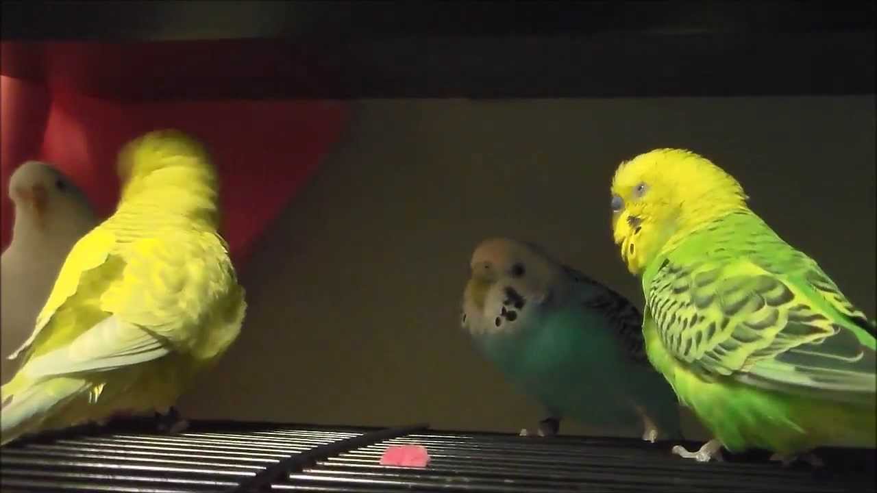 budgies; cute couples & the troublemaker