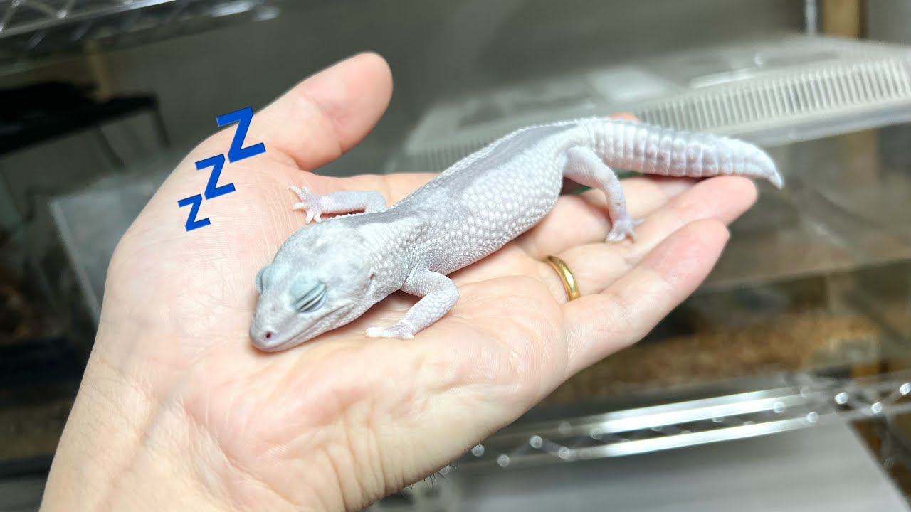 新入り高級ヤモリの飼育環境セッティング！