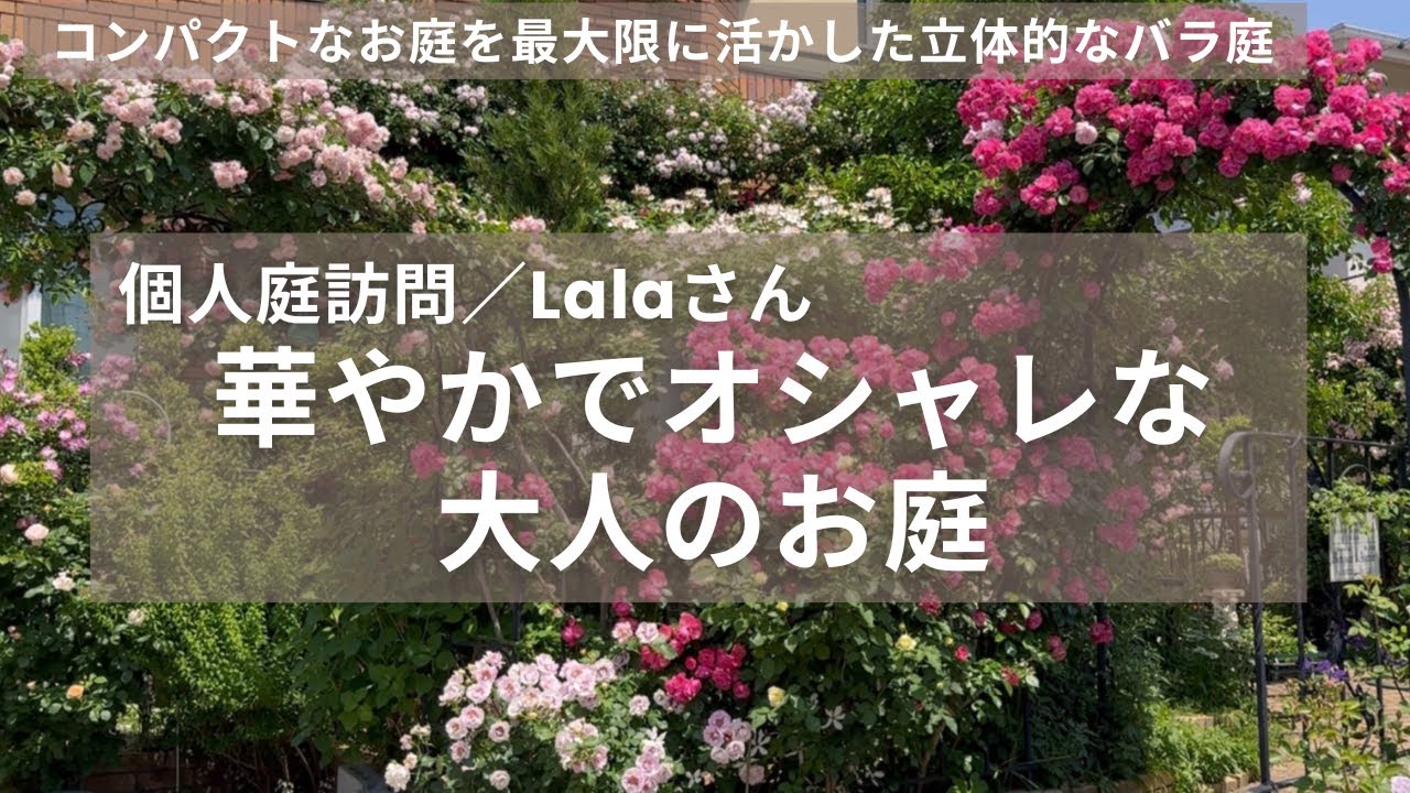 《上品で洗練されたお庭♪個人庭訪問》コンパクトなお庭とは思えない！立体的に仕立てられたツルバラ＆構造物が美しいお庭／芸術的なバラの誘引／特注アーチ／神奈川県湘南