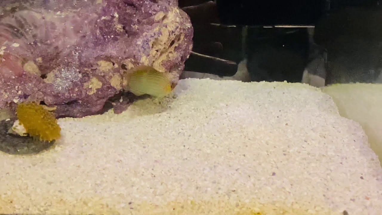 Melanurus Wrasse going to sleep / burrowing in the sand