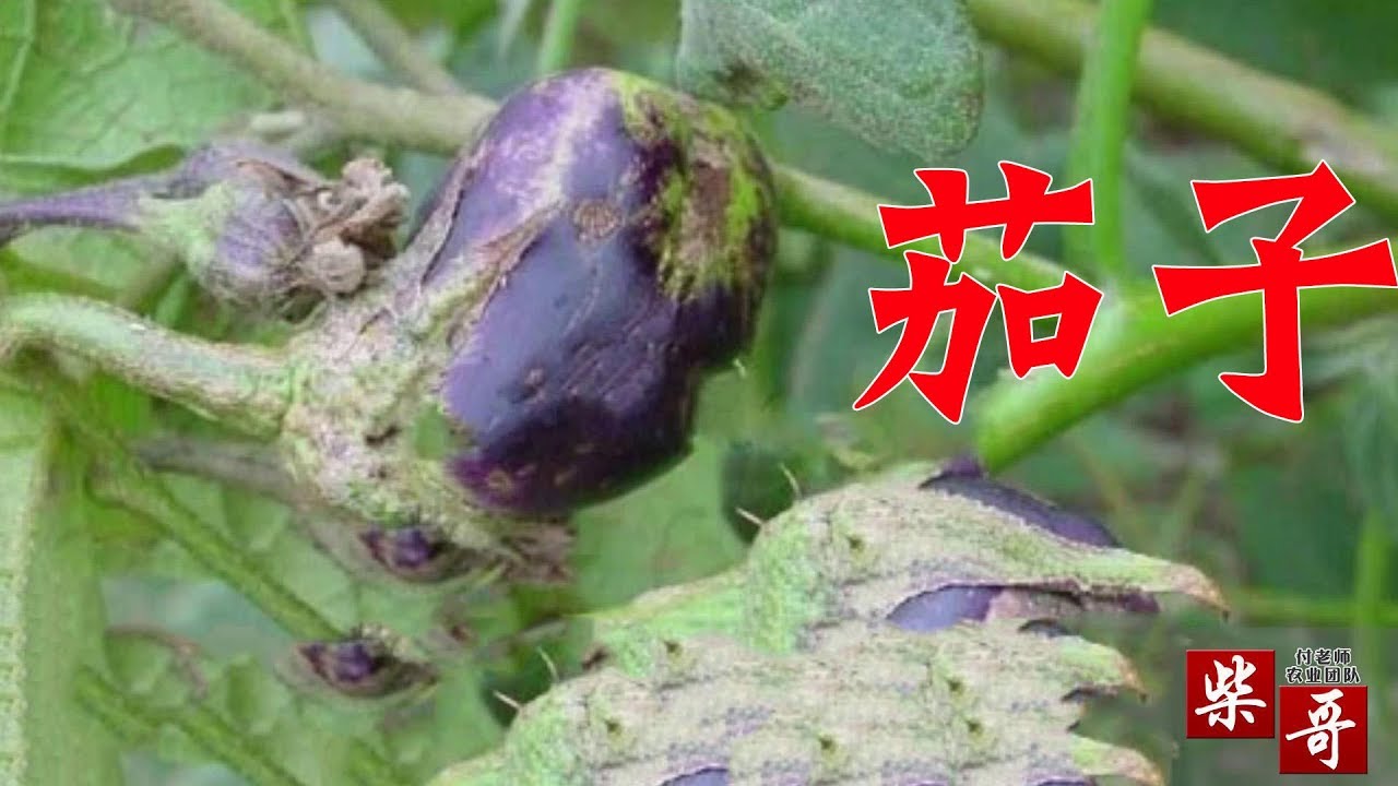 茄子开满花，真的会高产吗？这些花会影响产量，做好这3点【付老师种植技术团队】