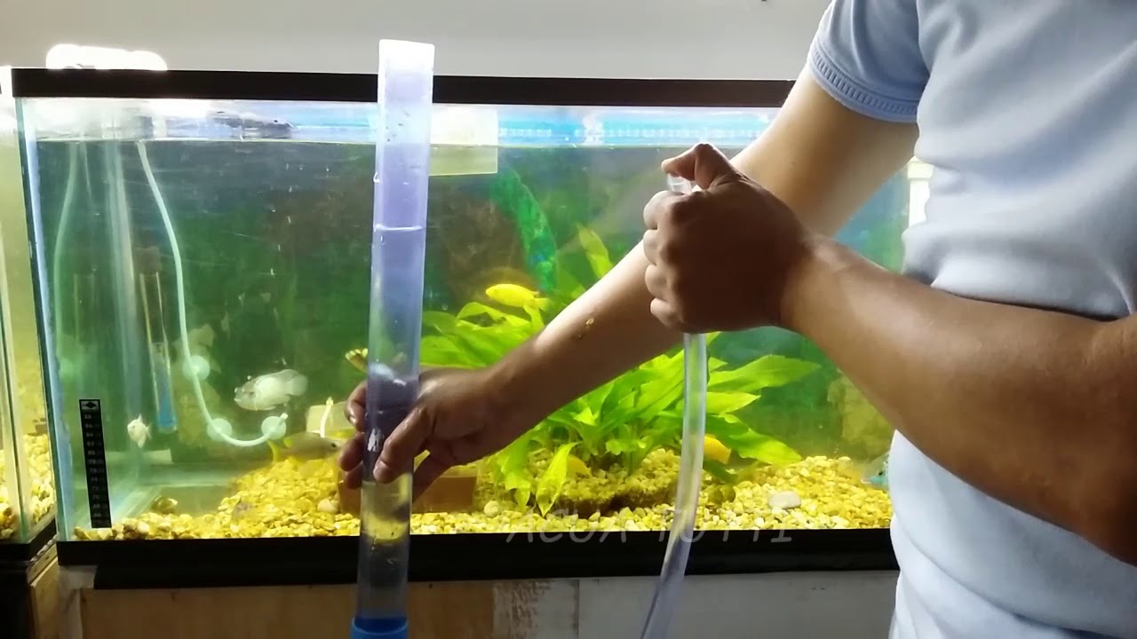 limpiar y sifonar un acuario