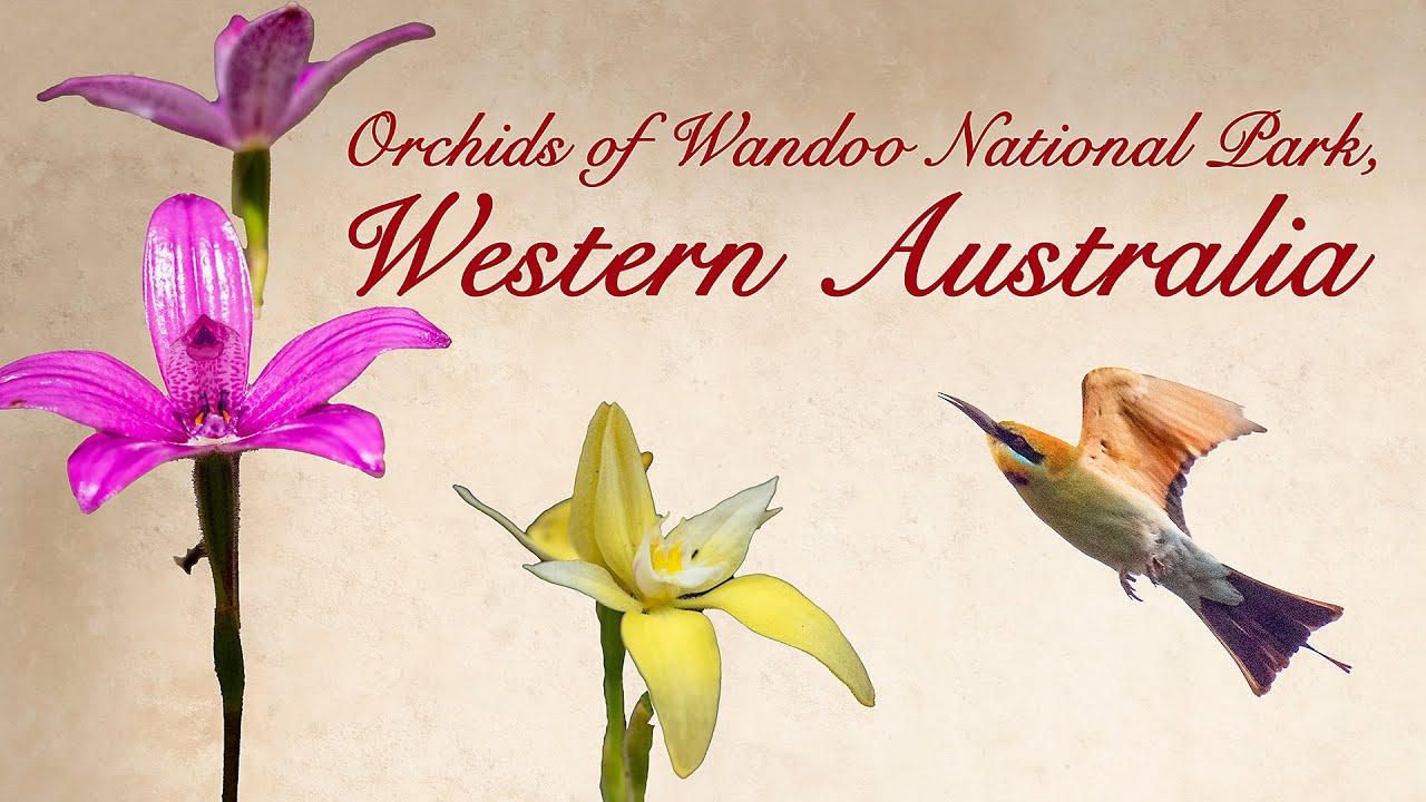 2025 Wandoo National Park Orchid Trip