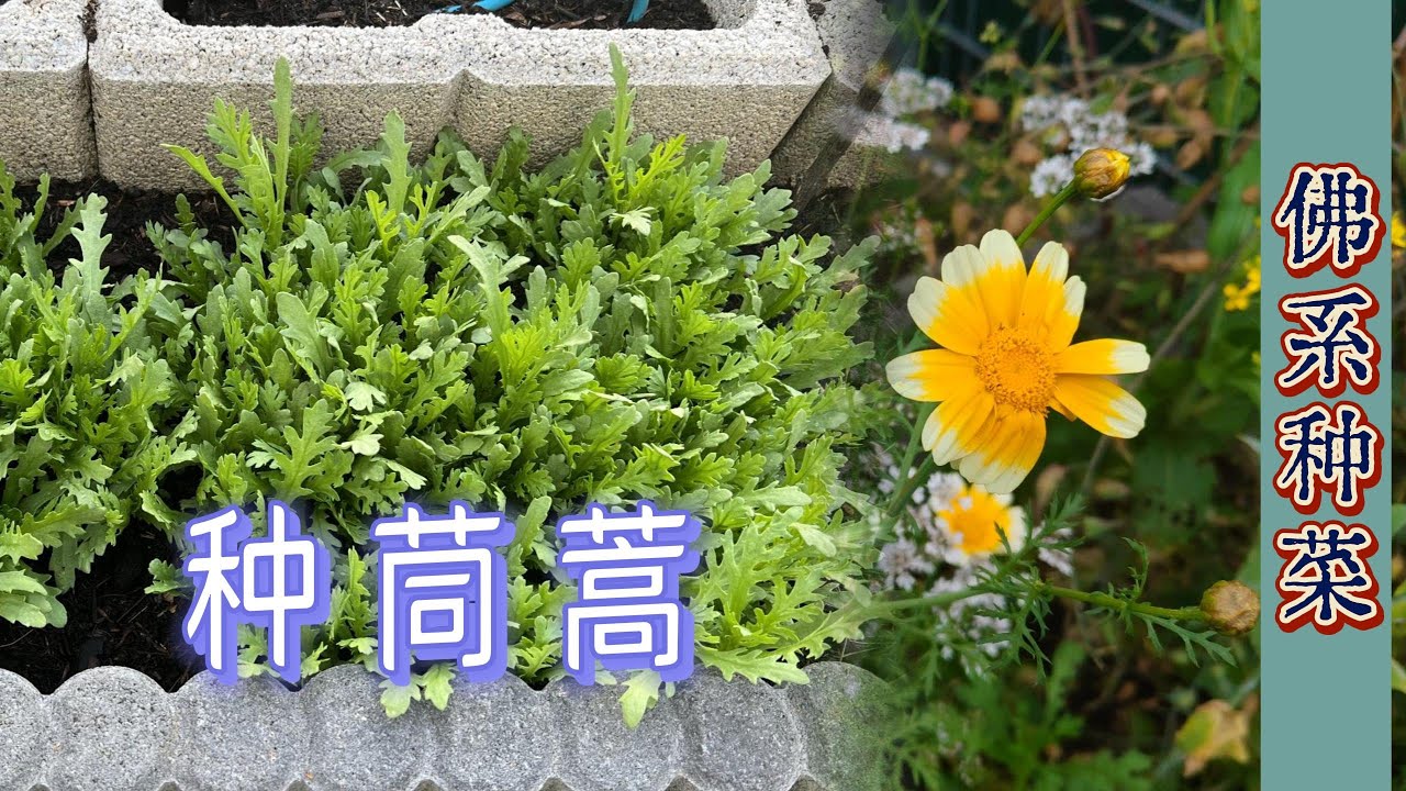种茼蒿 | 德国家庭小菜园种茼蒿 播种-采收-收种子