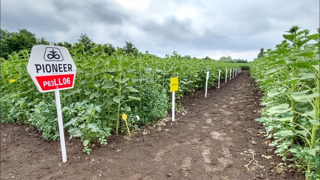 Tehnologie NOUA erbicidare floarea-soarelui. - ARYLEX - erbicid ambrozie #sunflower