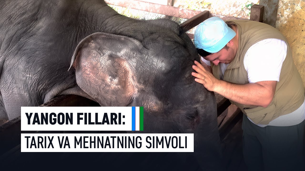"Yangon Fillari: Tarix va Mehnatning Simvoli"