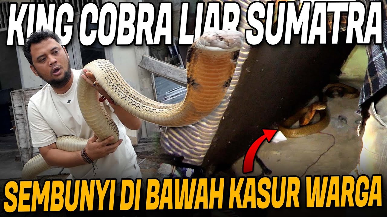 RESCUE ULAR KING COBRA MASUK KOLONG KASUR!! BIKIN PANIK WARGA PEKANBARU
