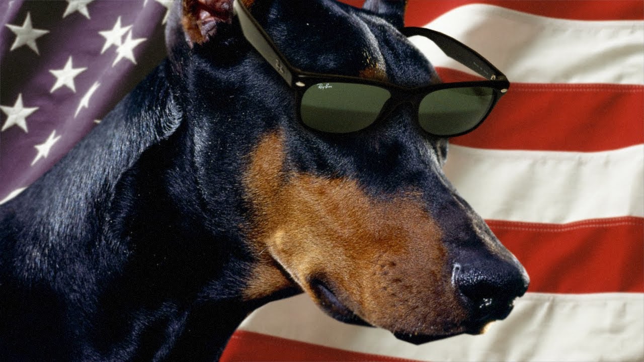 PANCAKES THE DOG (Special Forces: Team X)
