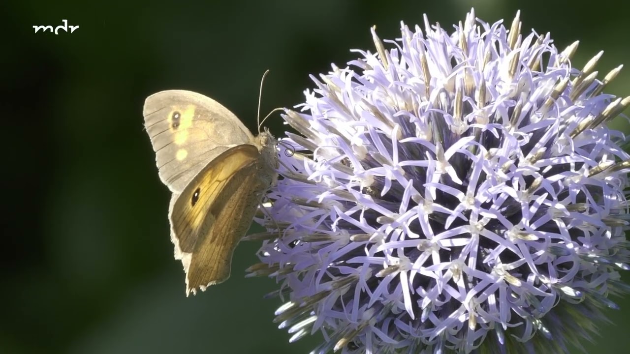 Den Garten im Herbst tierfreundlich aufräumen