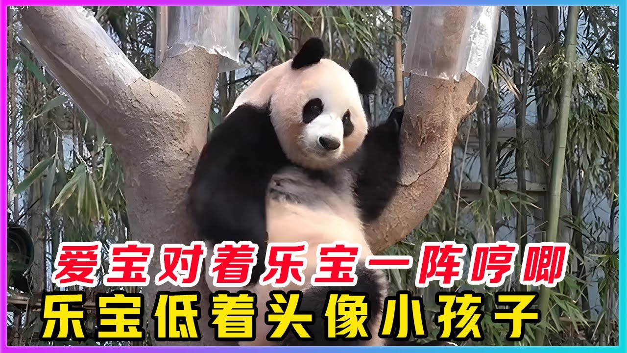260203001看到爱宝隔着栅栏对着乐宝哼哼唧唧，才知道其实爱宝对乐宝还是有感情的。姜爷爷为我们带来了熊宝们丰富多彩的日常生活，其中变化最大的当属爱宝和乐宝夫妻俩。因为姜爷爷安排了乐宝和爱宝俩个见面