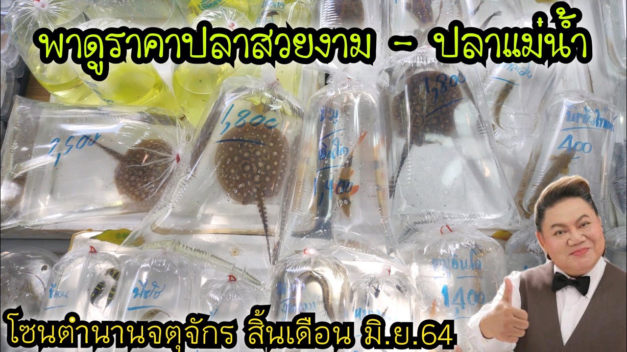 พาดูราคาปลาสวยงาม - ปลาแม่น้ำ . โซนตำนานริมทางเดิน .. เจอ อ.ยิ่งศักดิ์ มาตามหา กระเบน กระโห้ไทย