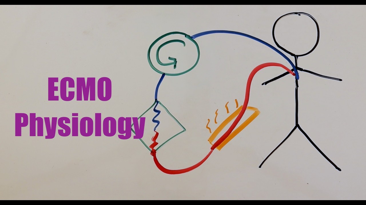ECMO physiology for beginners