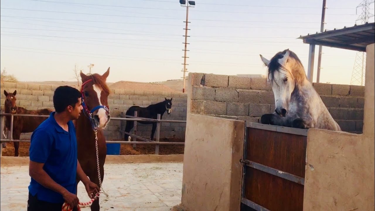 تركيب اللجام كامل واللبادة والسرج على المهرة 