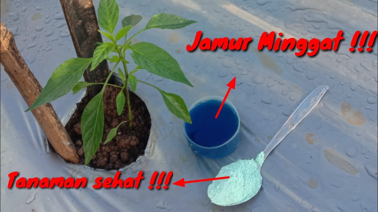 Fungisida Terbaik Mencegah Busuk Akar,Busuk Daun Dan Busuk Batang