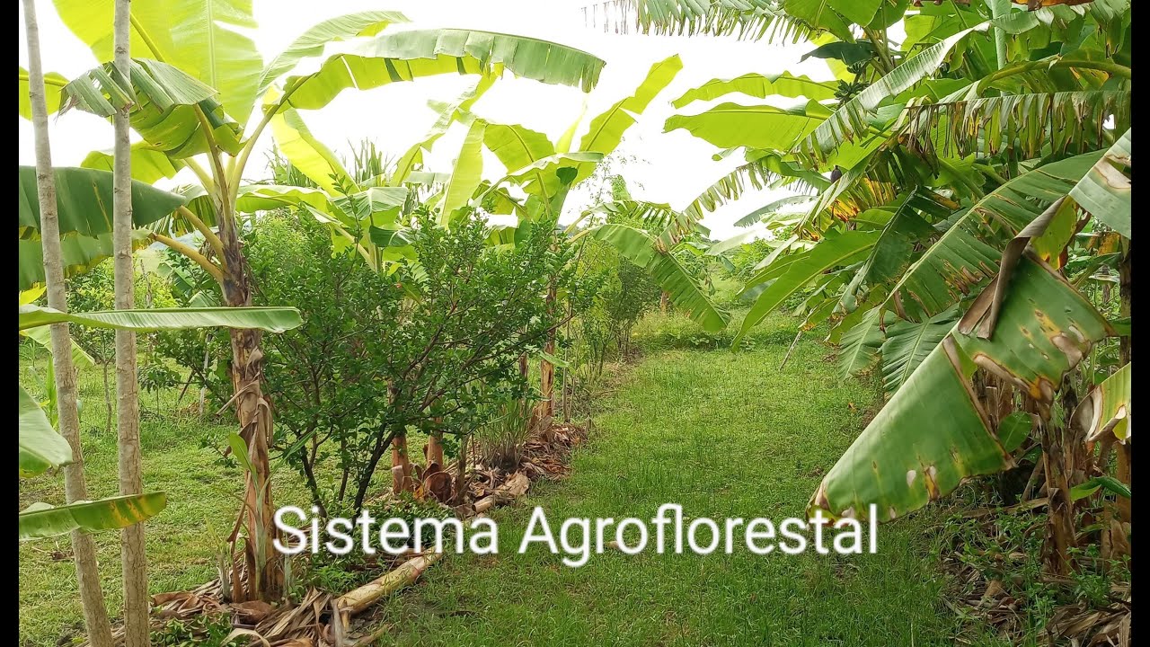 SISTEMA AGROFLORESTAL: REGENERANDO SOLO DEGRADADO