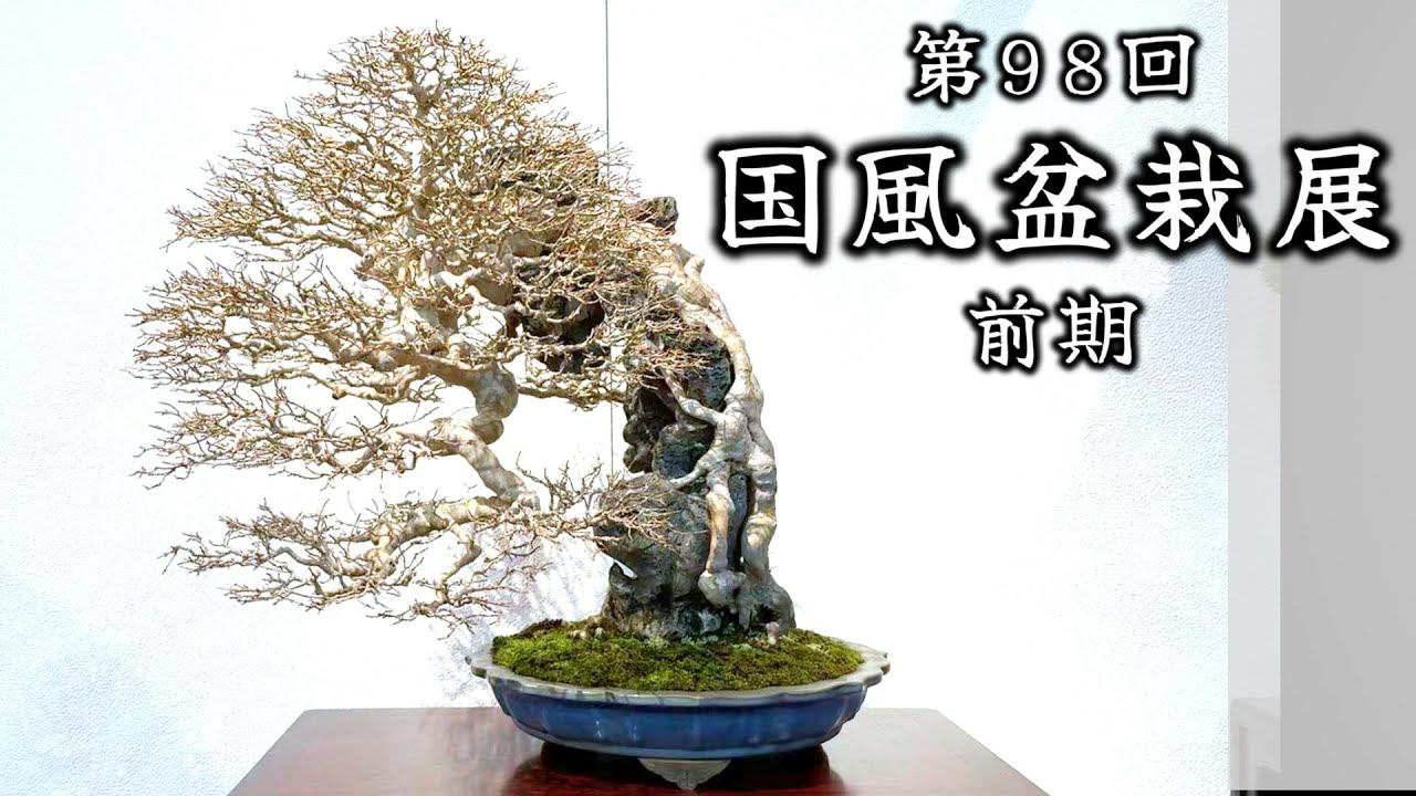 【盆栽】第98回 国風盆栽展 前期【Bonsai】The 98th Kokufu Bonsai Exhibition 2024 Part 1