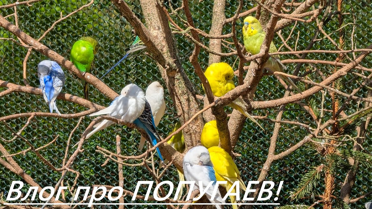 Влог про Попугаев!🦜
