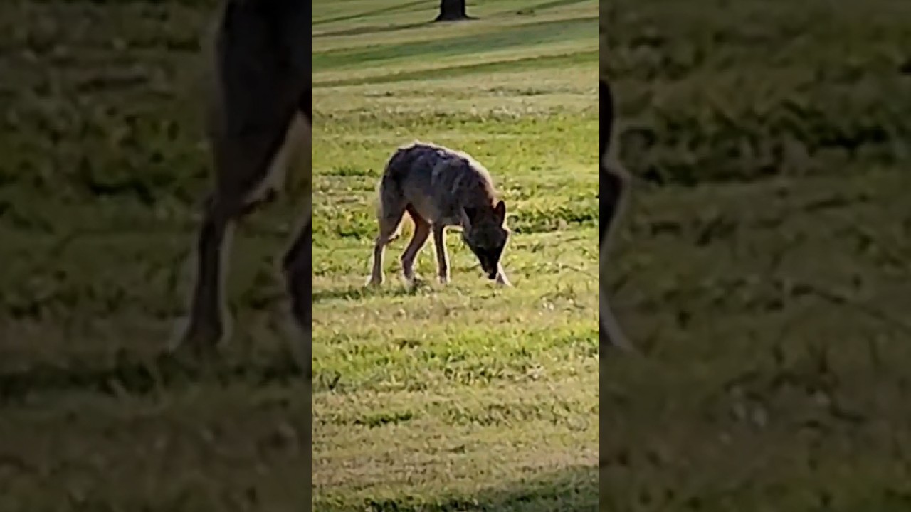 Sniffs. Coyote Animal Life 