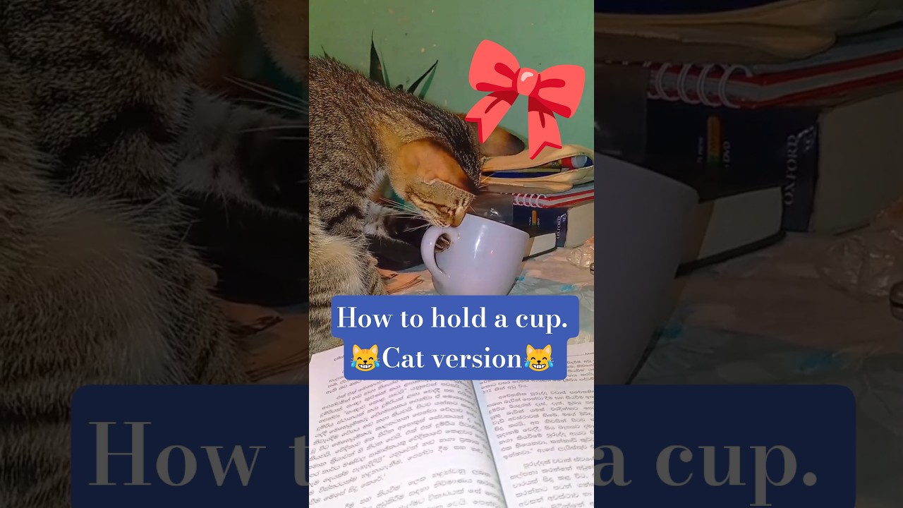 Cat doing cat things😹#funnycatvideo #animeshorts #happycats #studypartner #virulshorts