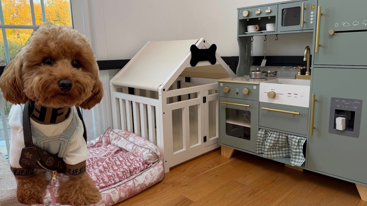 luxury puppy playpen setup! 