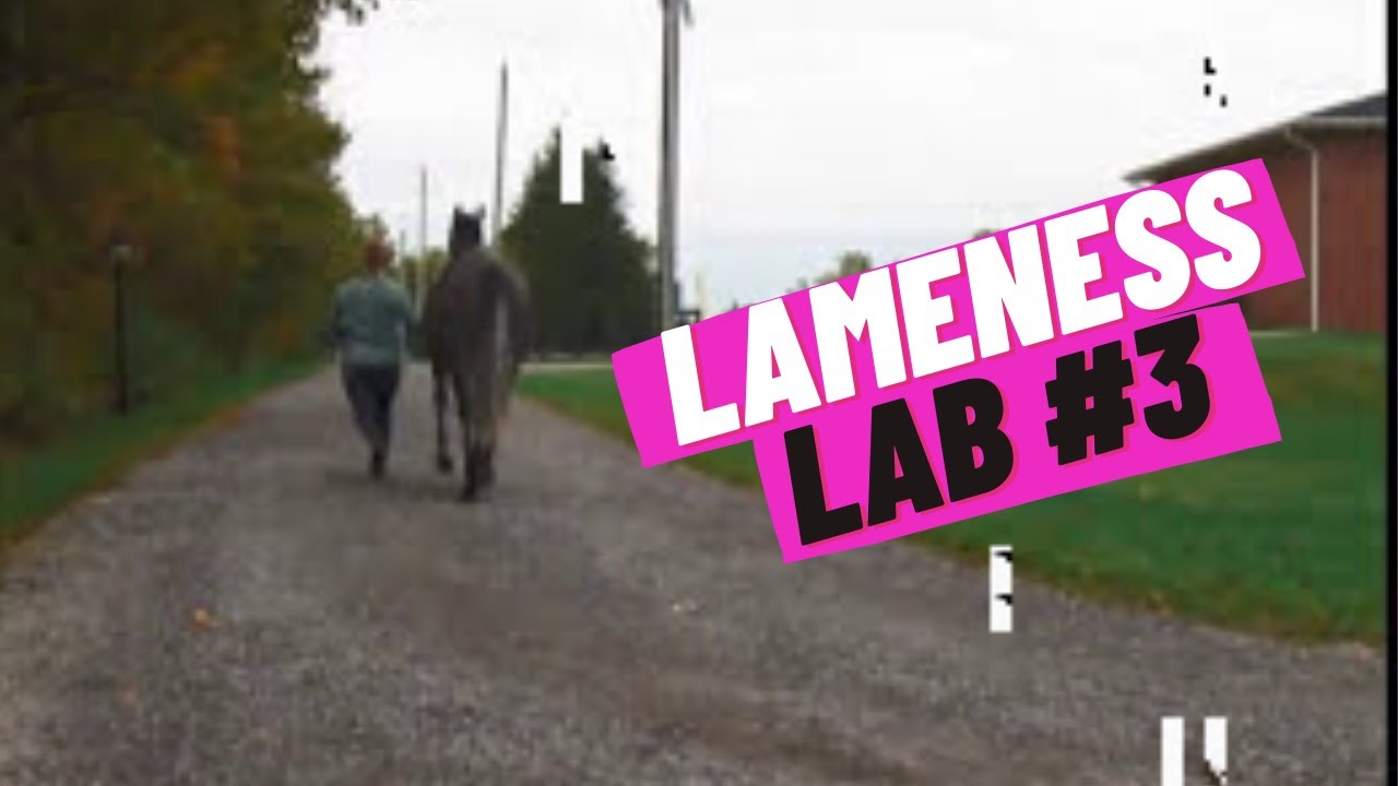 Лаборатория хромоты №3: Хромает ли эта лошадь? Тренируем глаз, чтобы видеть хромоту. Автор: Equin...