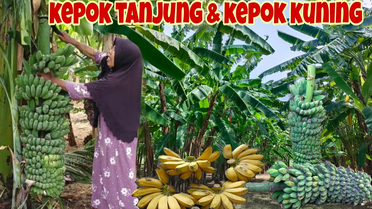 PISANG KEPOK TANJUNG VS PISANG KEPOK KUNING