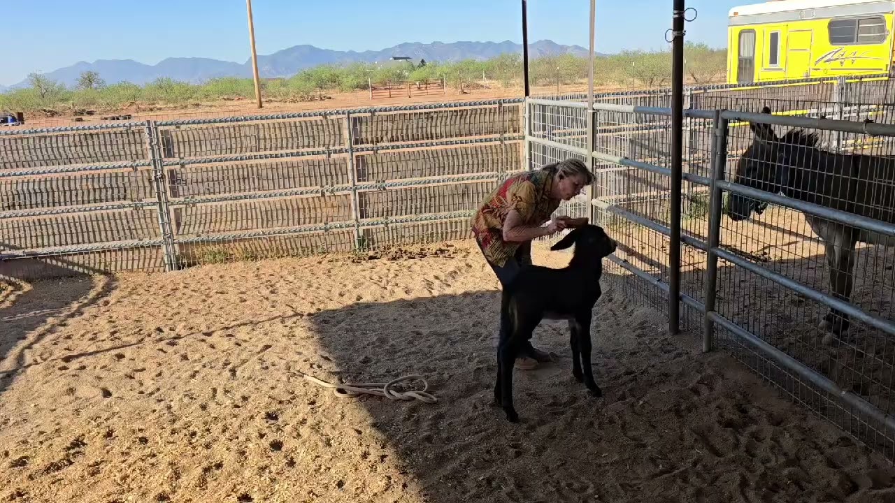 Rhett 3 days old. Halter and handling lesson