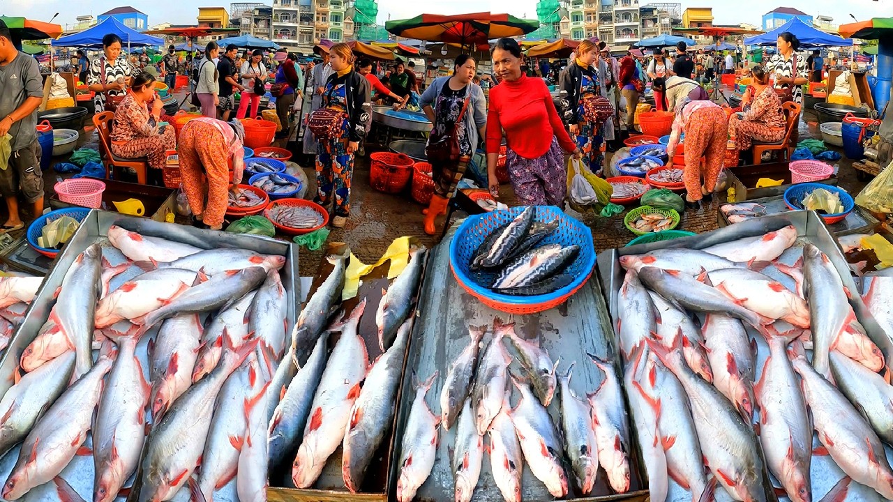 Cambodia Freshwater Fish Market. Abundant Fish, Small and large Freshwater Fish, Wet Market