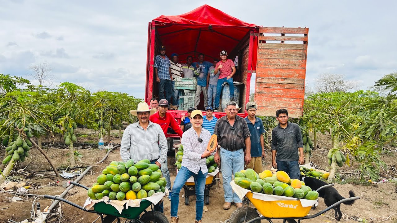 100 toneladas por hectárea de PAPAYA MARADOL MULATA | Cosecha cada DIEZ días durante un año