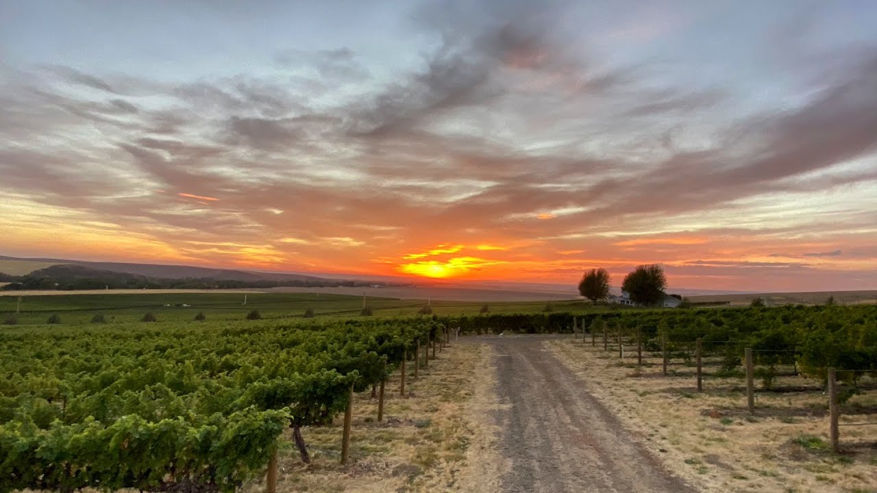 Figgins Family Wine Estates 2020 Harvest