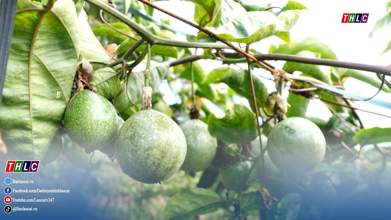 Khoa học kỹ thuật mở lối phát triển cho nông nghiệp vùng cao | THLC