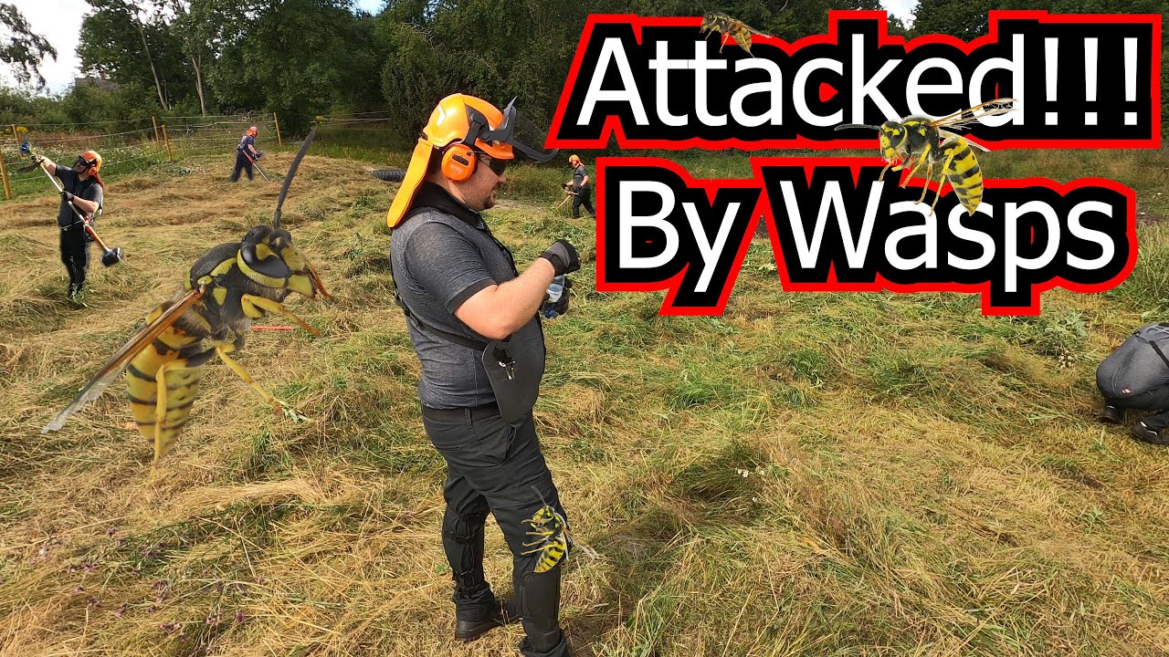 Getting attacked by wasps while trimming grass