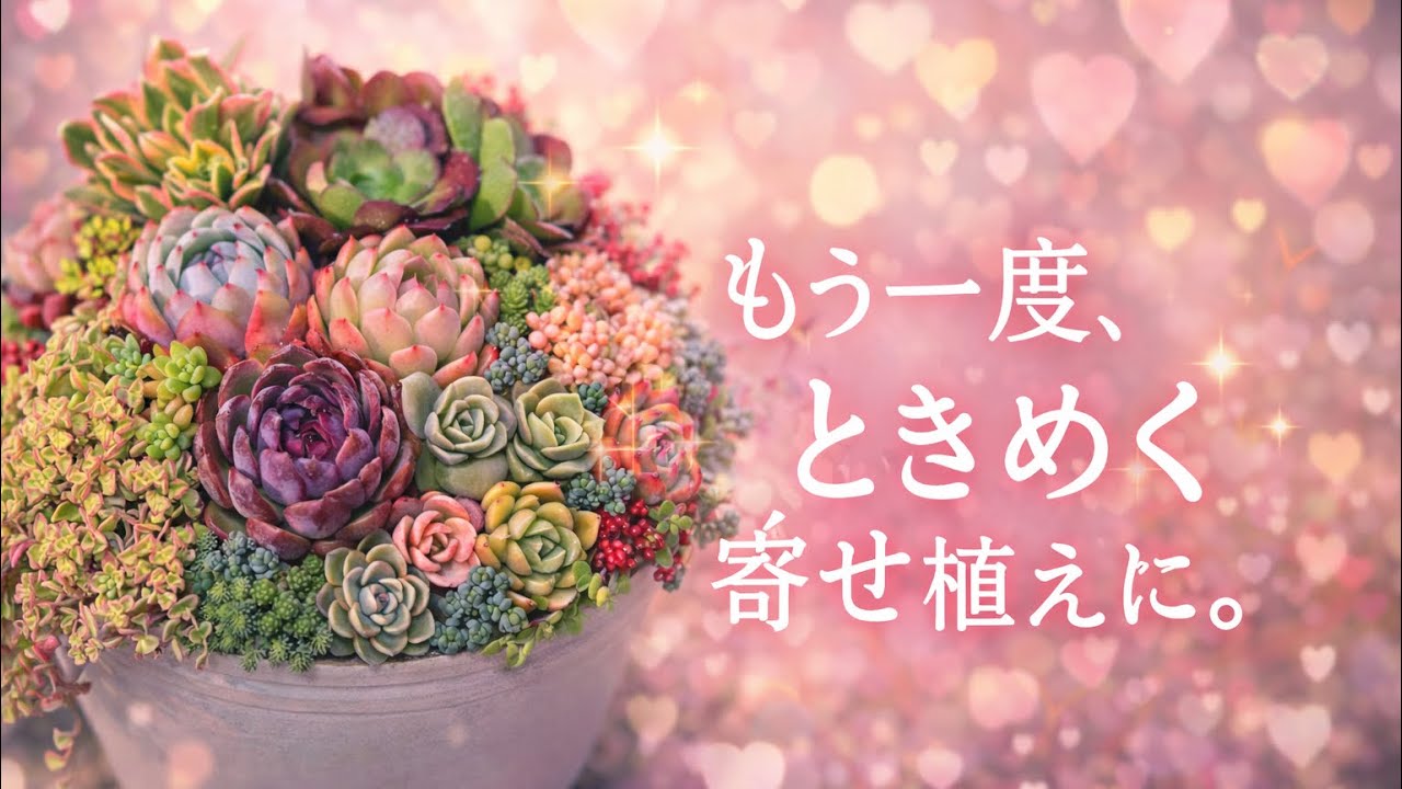 もう一度、ときめく寄せ植えに。🥰