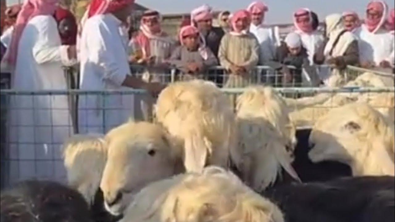 اسعار البهم والغنم المقاني بسوق السبت الصباح بنقطه البيع بالقرشيات شمال الطايف ١٤٤٧/٨/٢٦هـ