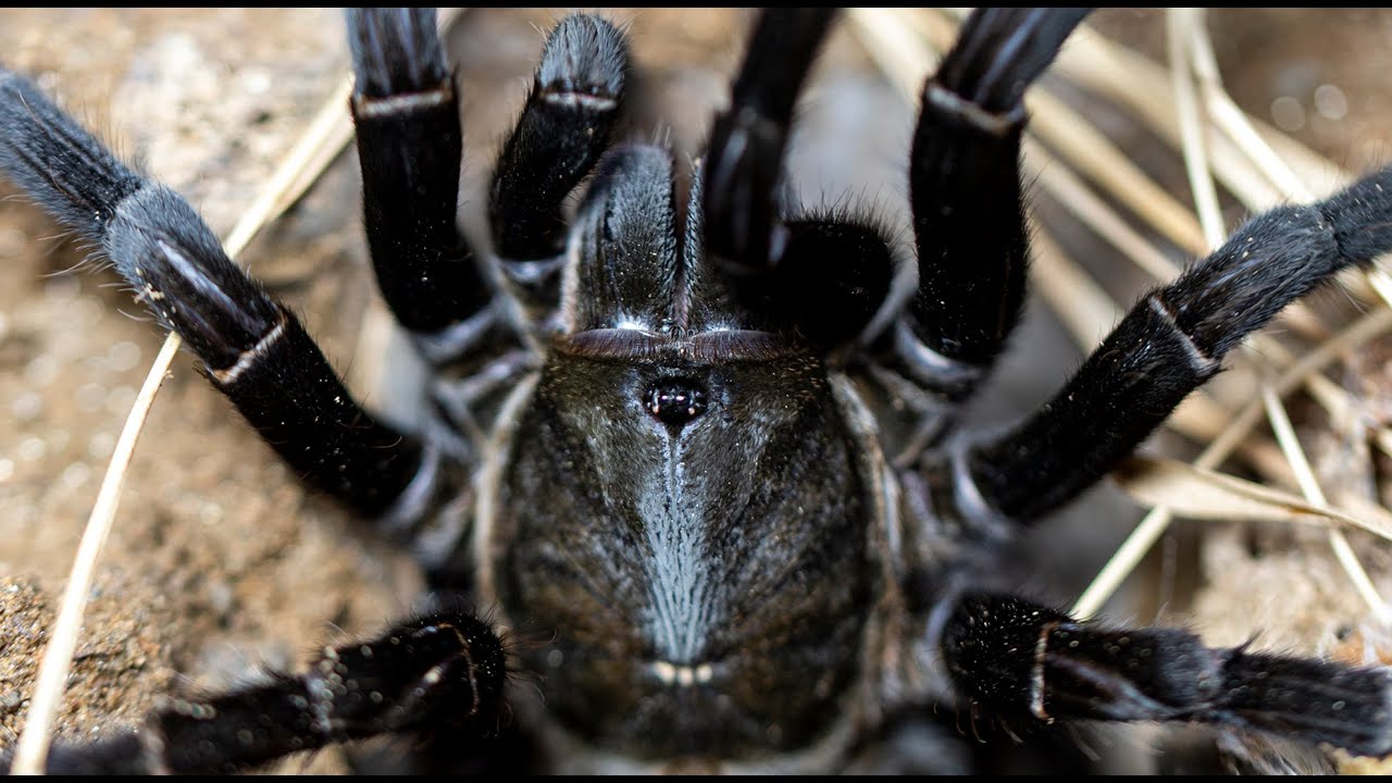 검은 악마의 타란튤라 타이랜드 블랙!/Cyriopagopus minax