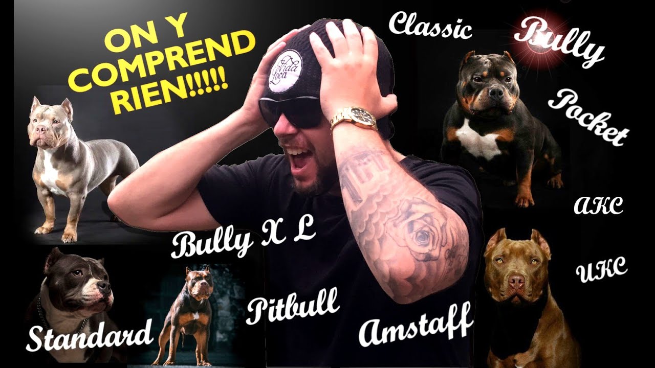 PITBULL AMSTAFF BULLY, JE VOUS EXPLIQUE TOUT!