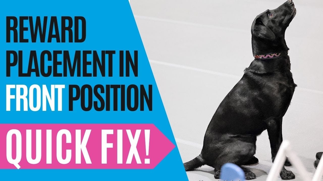 Competition Obedience Teaching Fronts Quick Fix Using Reward Placement