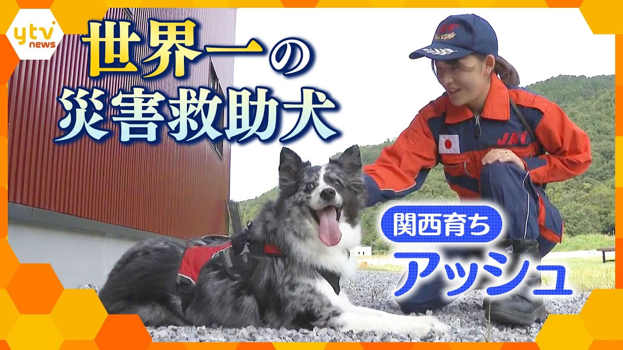 関西育ち・世界一の災害救助犬アッシュ号　能登地震の救助活動にも貢献した驚異の捜索力に迫る！【かんさい情報ネット ten.特集】