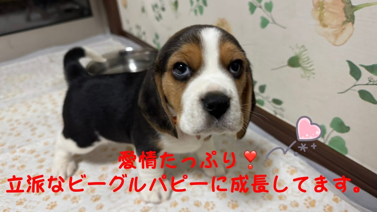 [ビーグル]愛情たっぷり毎日が楽しいビーグルパピーたち(マナ)